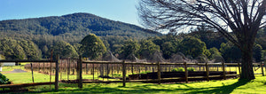 Yarra Valley wines: key characteristics and history